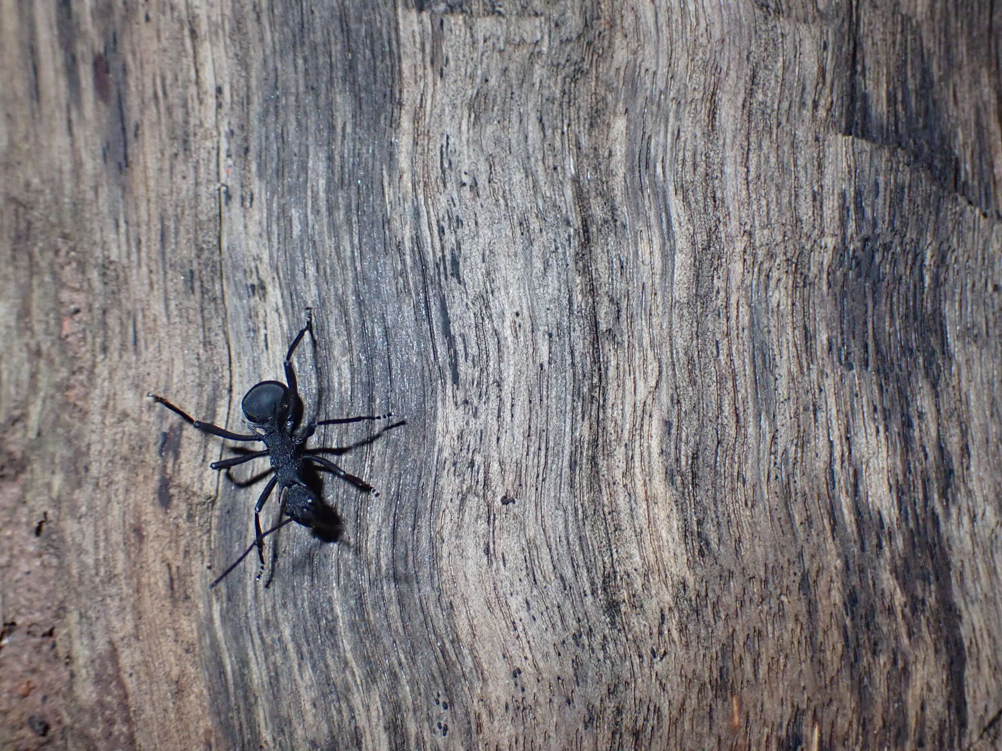 Image de Polyrhachis armata (Le Guillou 1842)