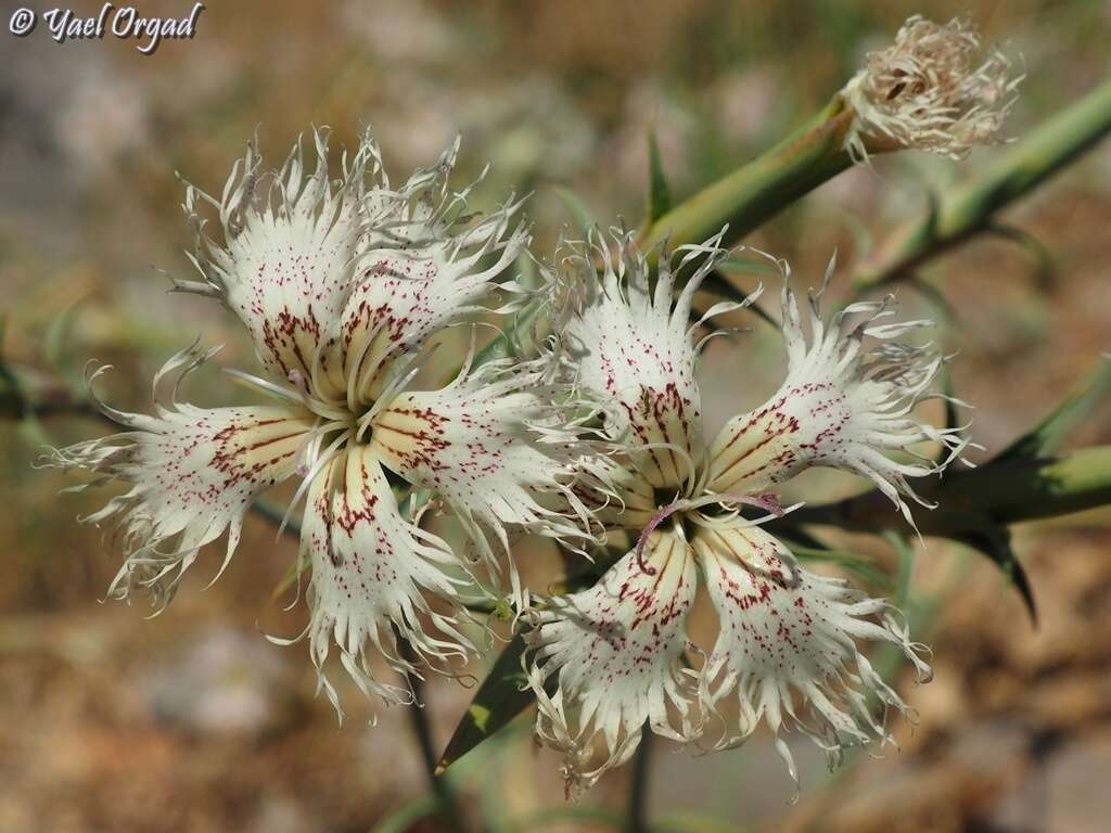 Image of Dianthus libanotis Labill.