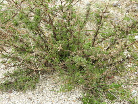 Image of Artemisia campestris subsp. glutinosa (Gay ex Bess.) Batt.