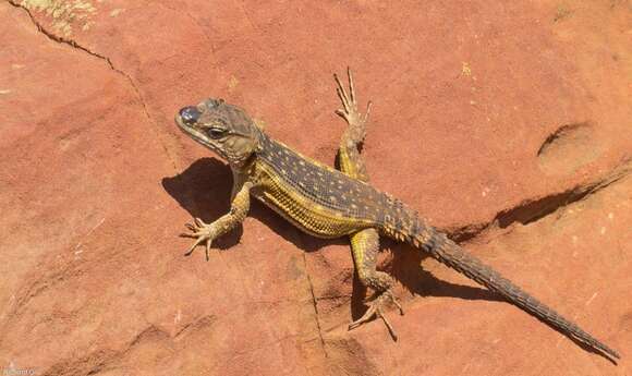 Image de Lézard des rochers du Drakensberg