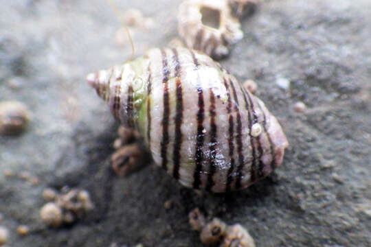 Image of Nucella ostrina (Gould 1852)