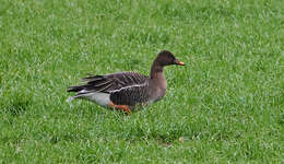 Image of Taiga Bean Goose