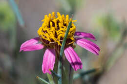 Image of Mojave hole-in-the-sand plant