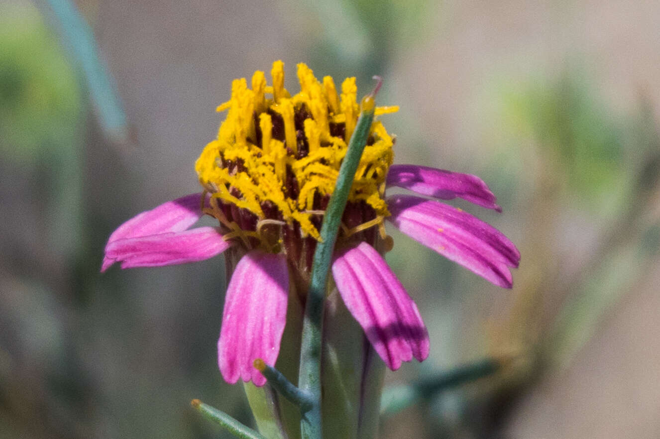 Image of Mojave hole-in-the-sand plant