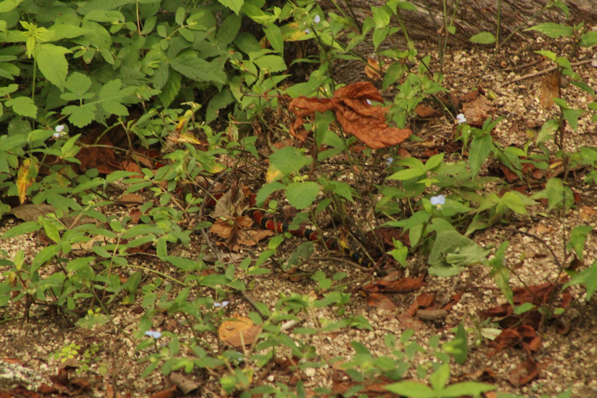 Plancia ëd Micrurus browni K. P. Schmidt & H. M. Smith 1943