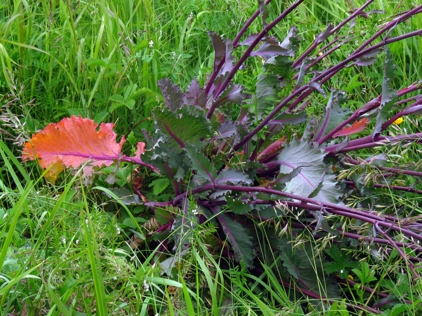 Plancia ëd Brassica oleracea var. oleracea