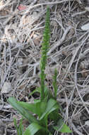 Plancia ëd Platanthera tescamnis Sheviak & W. F. Jenn.