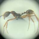 Image de Aphaenogaster takahashii Wheeler 1930