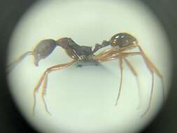 Image of Aphaenogaster takahashii Wheeler 1930