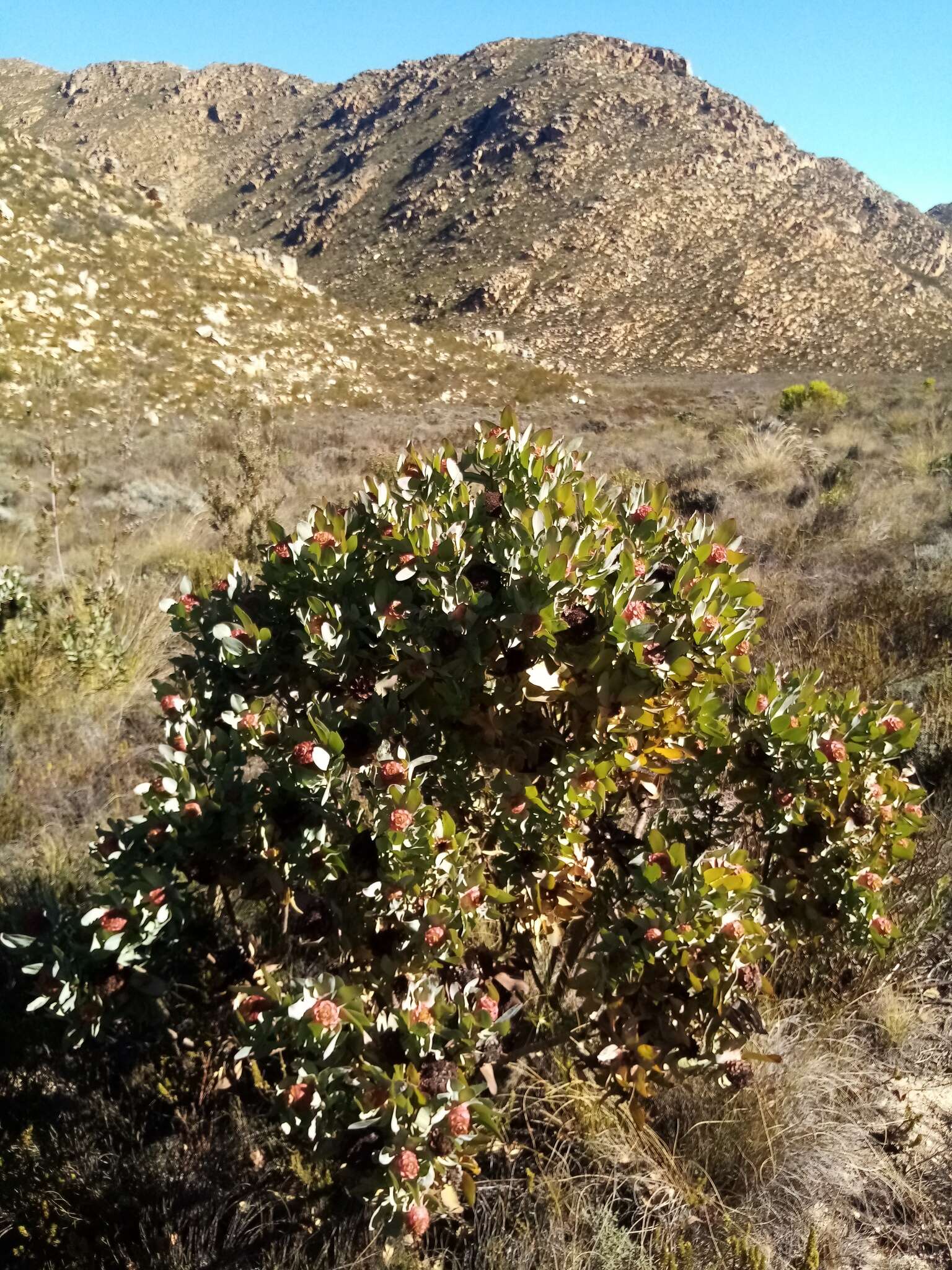 Image of Leucadendron pubibracteolatum I. J. M. Williams