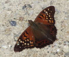 Image of Tawny Emperor