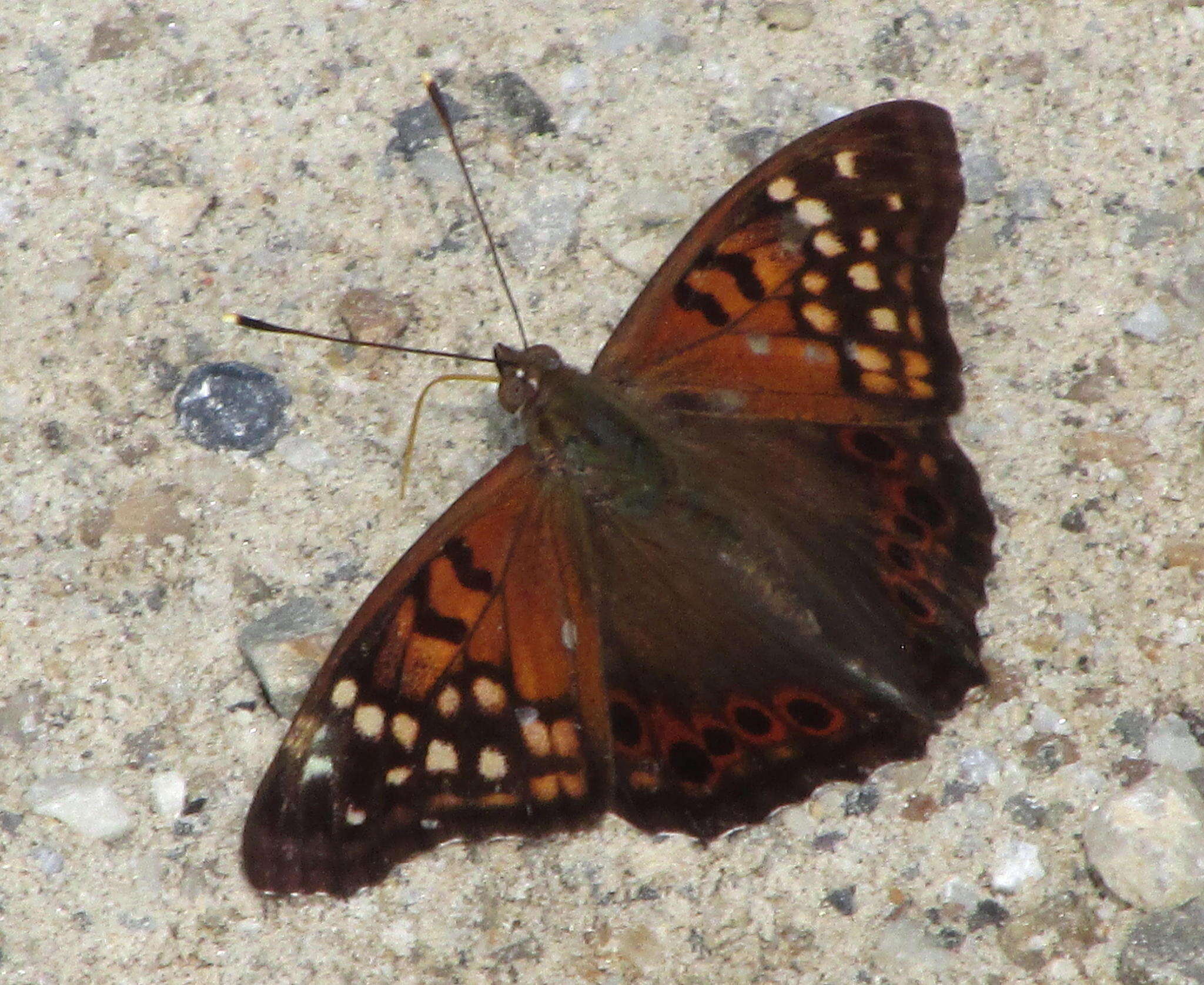 Image of Tawny Emperor