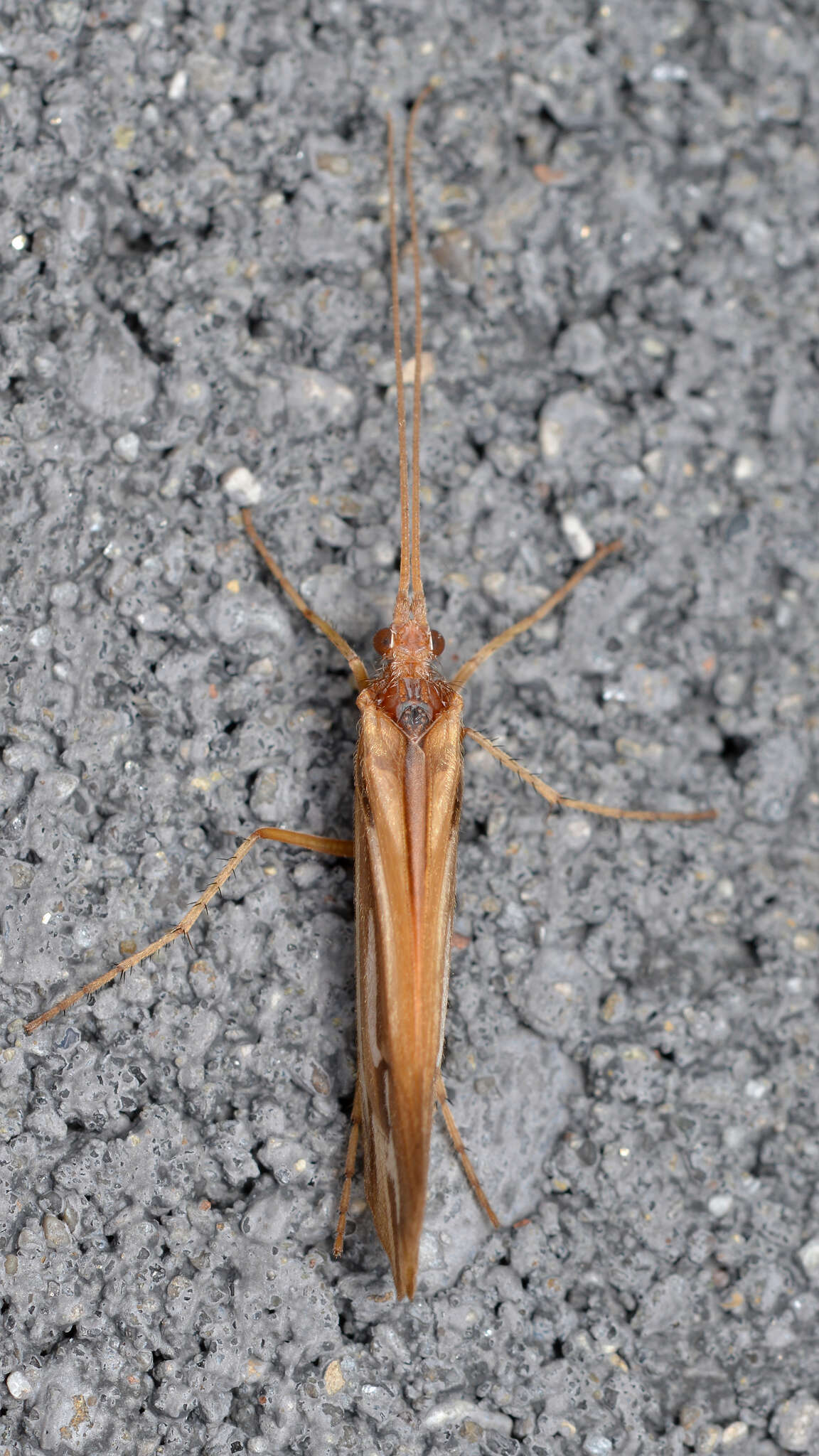 Image of Limnephilus ornatus Banks 1897