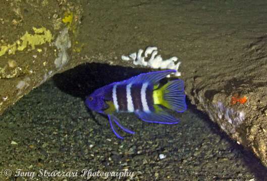 Paraplesiops resmi