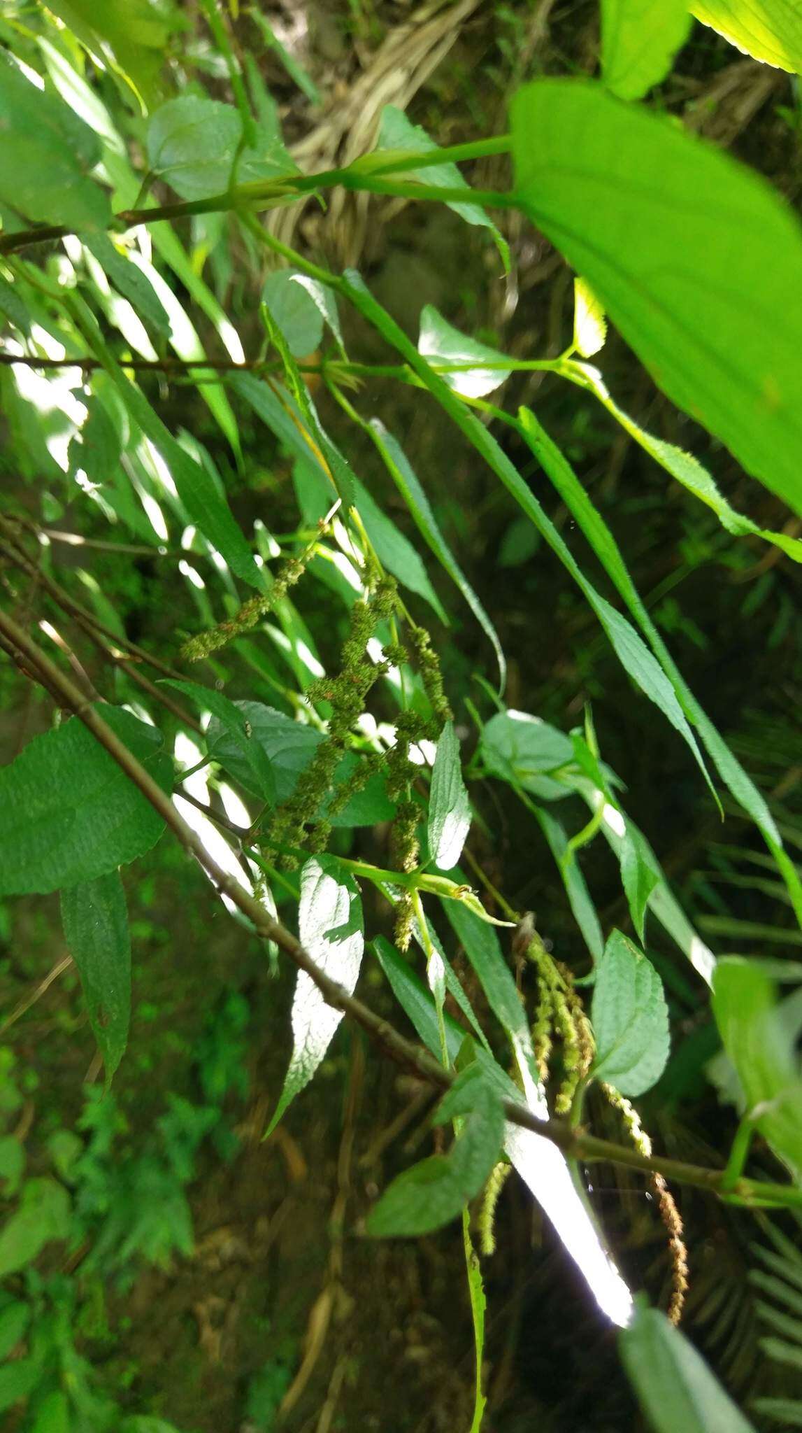 Image of Boehmeria zollingeriana var. podocarpa (W. T. Wang) W. T. Wang & C. J. Chen