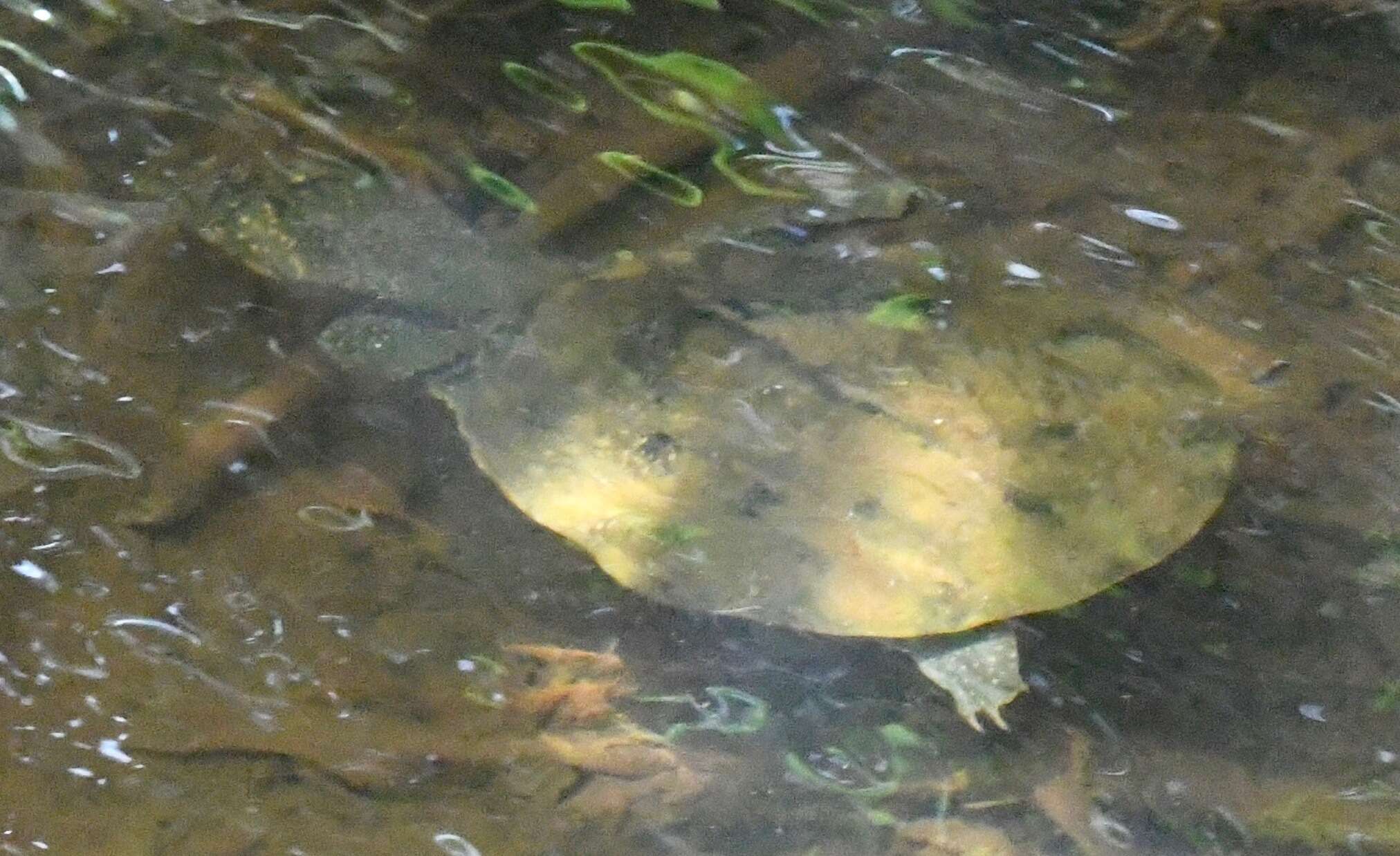 Image of Asiatic Softshell Turtle