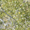 Image of creosote bush