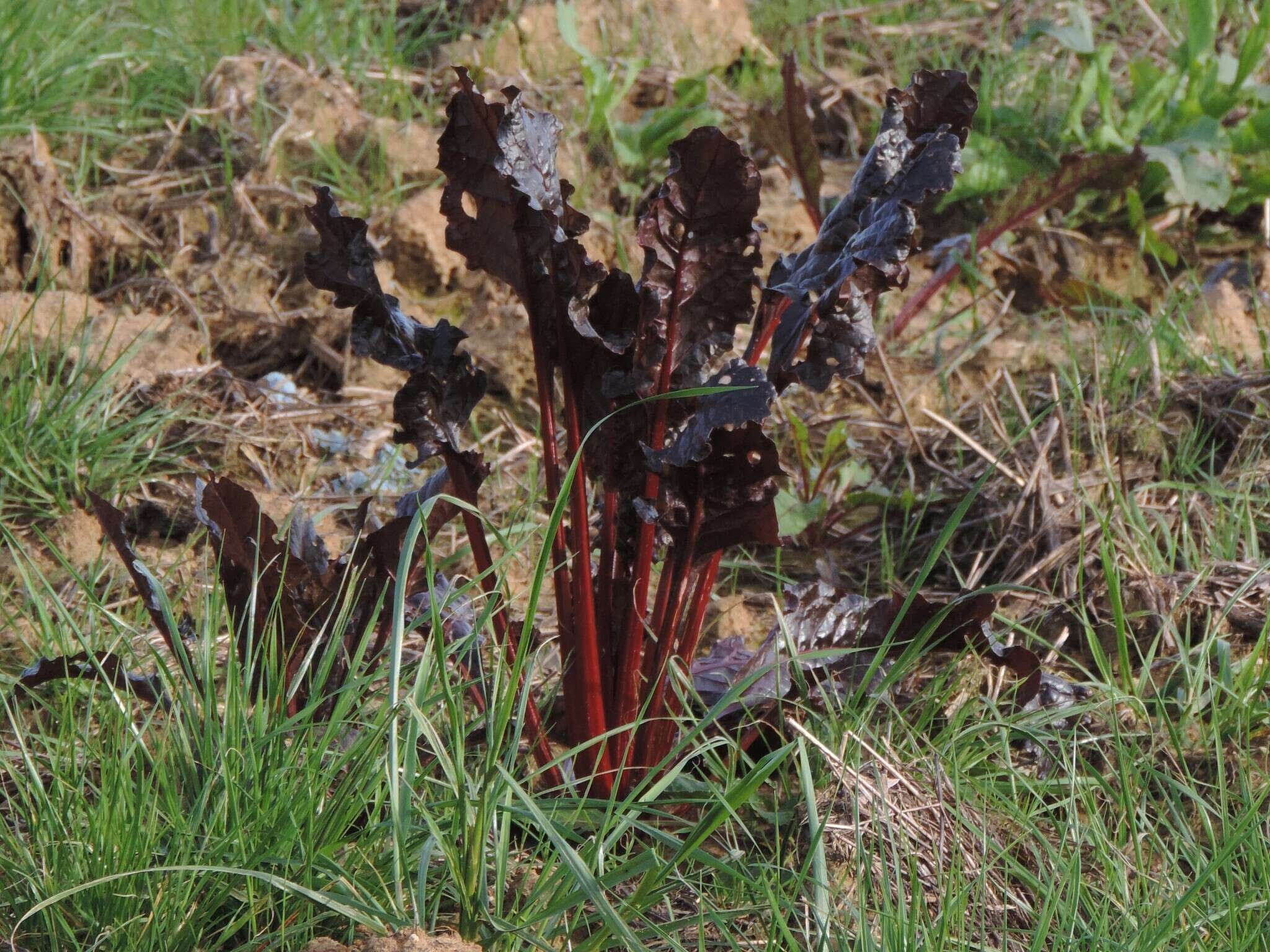 Image of Beta vulgaris subsp. vulgaris