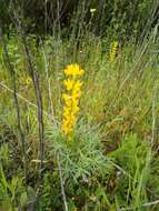 Image of European yellow lupine