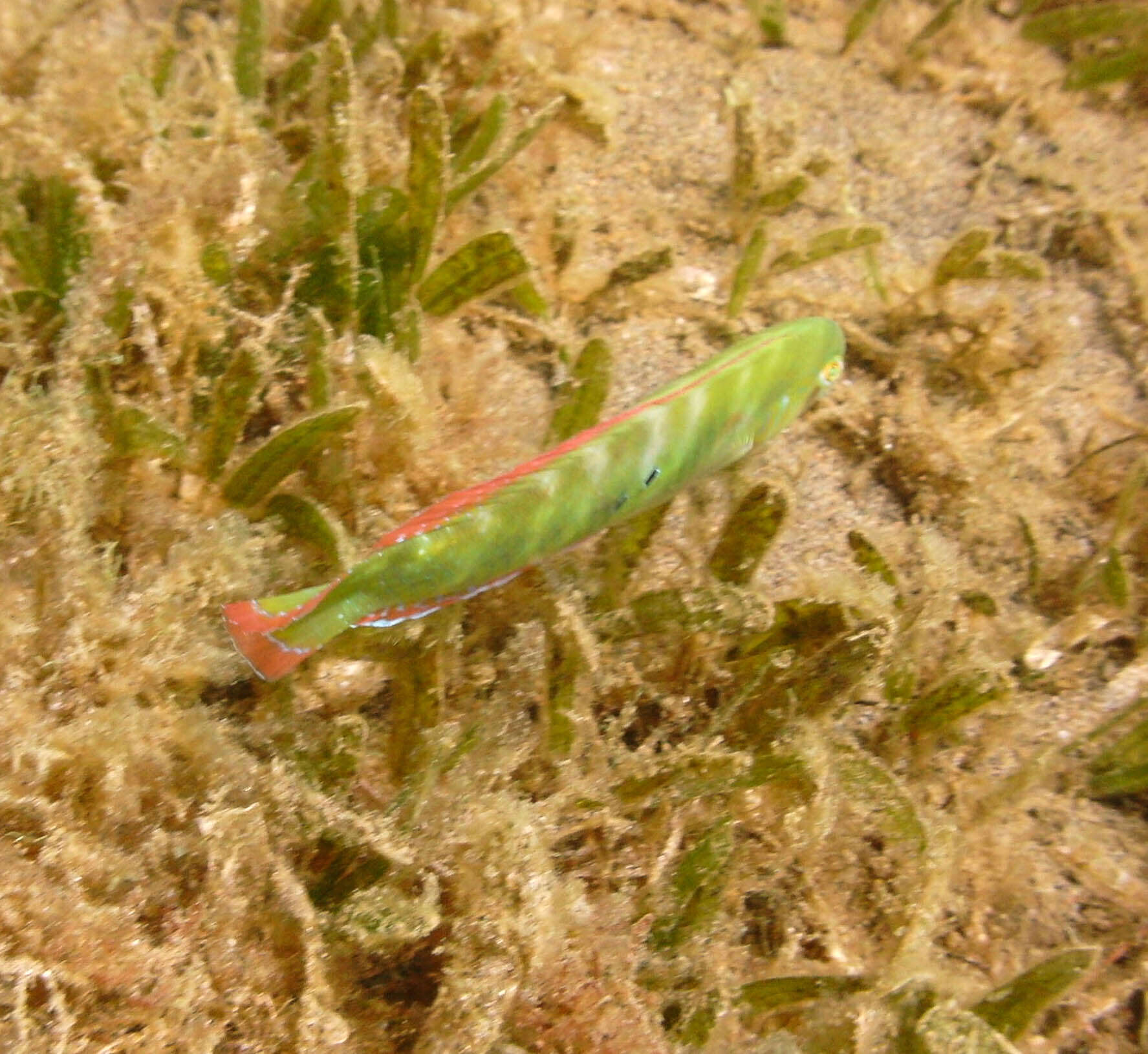 Image of Green razorfish