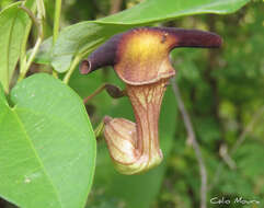 Image of Aristolochia birostris Duch.