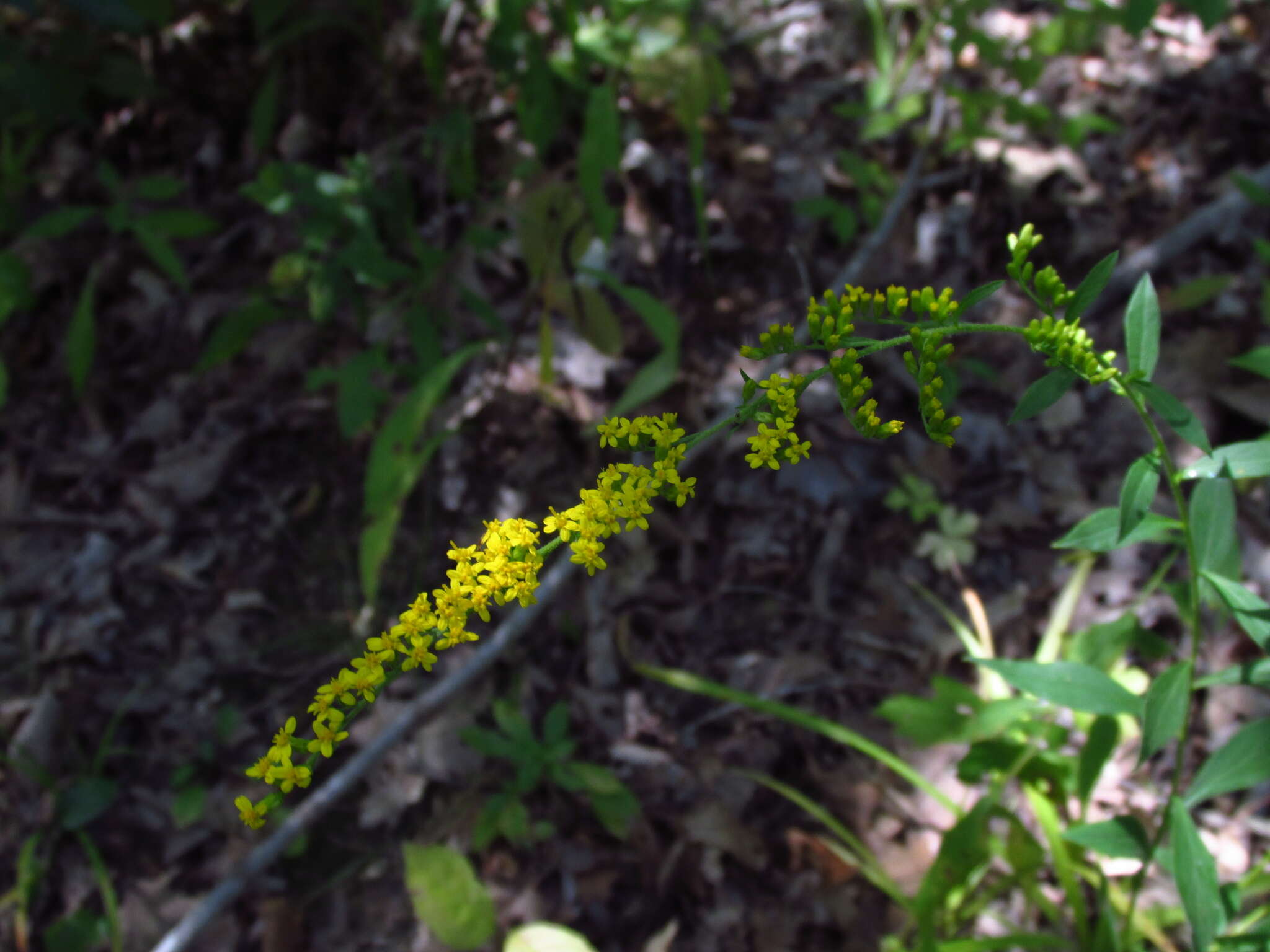 Image of elmleaf goldenrod