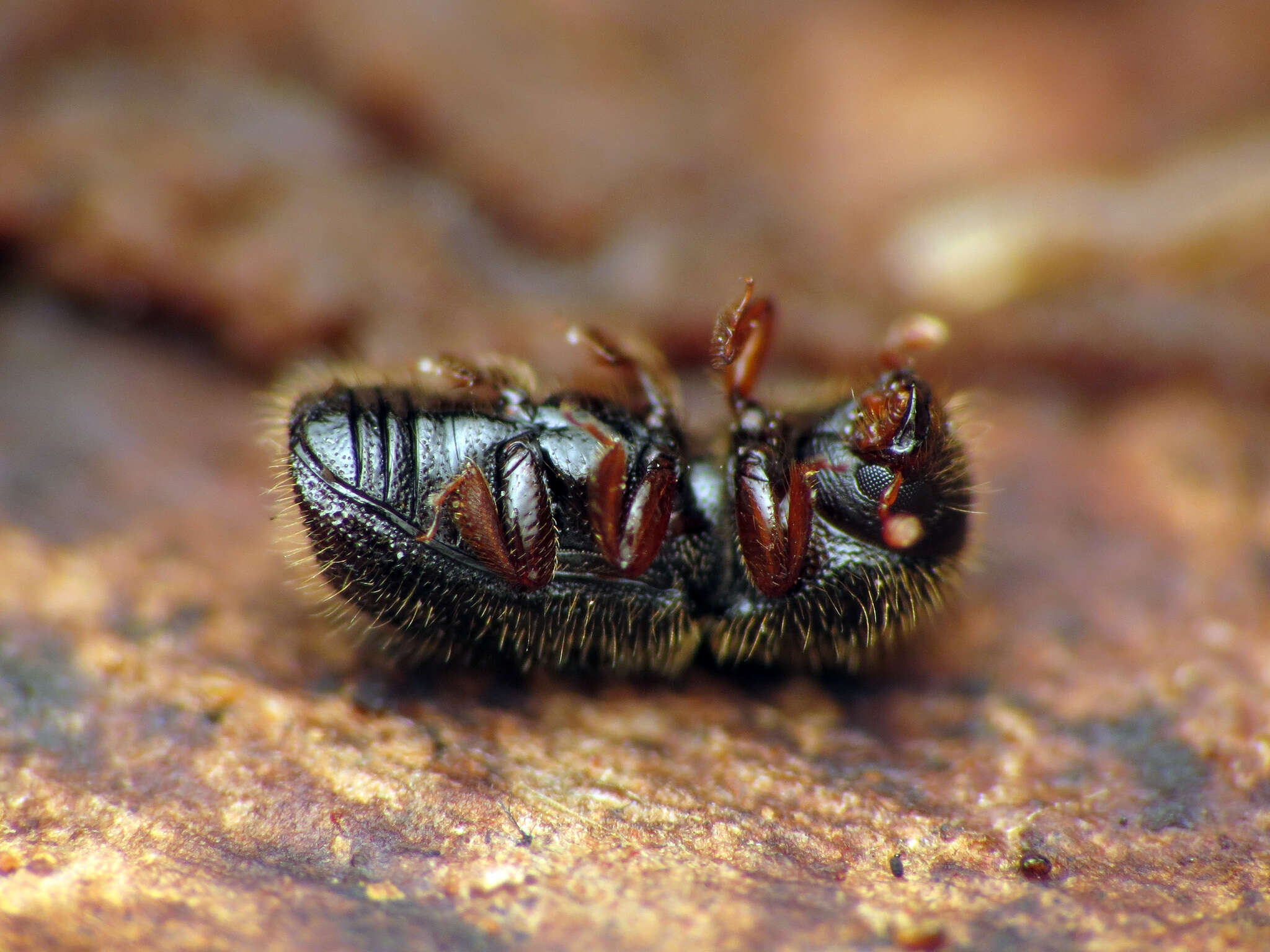 Image of Bark beetle