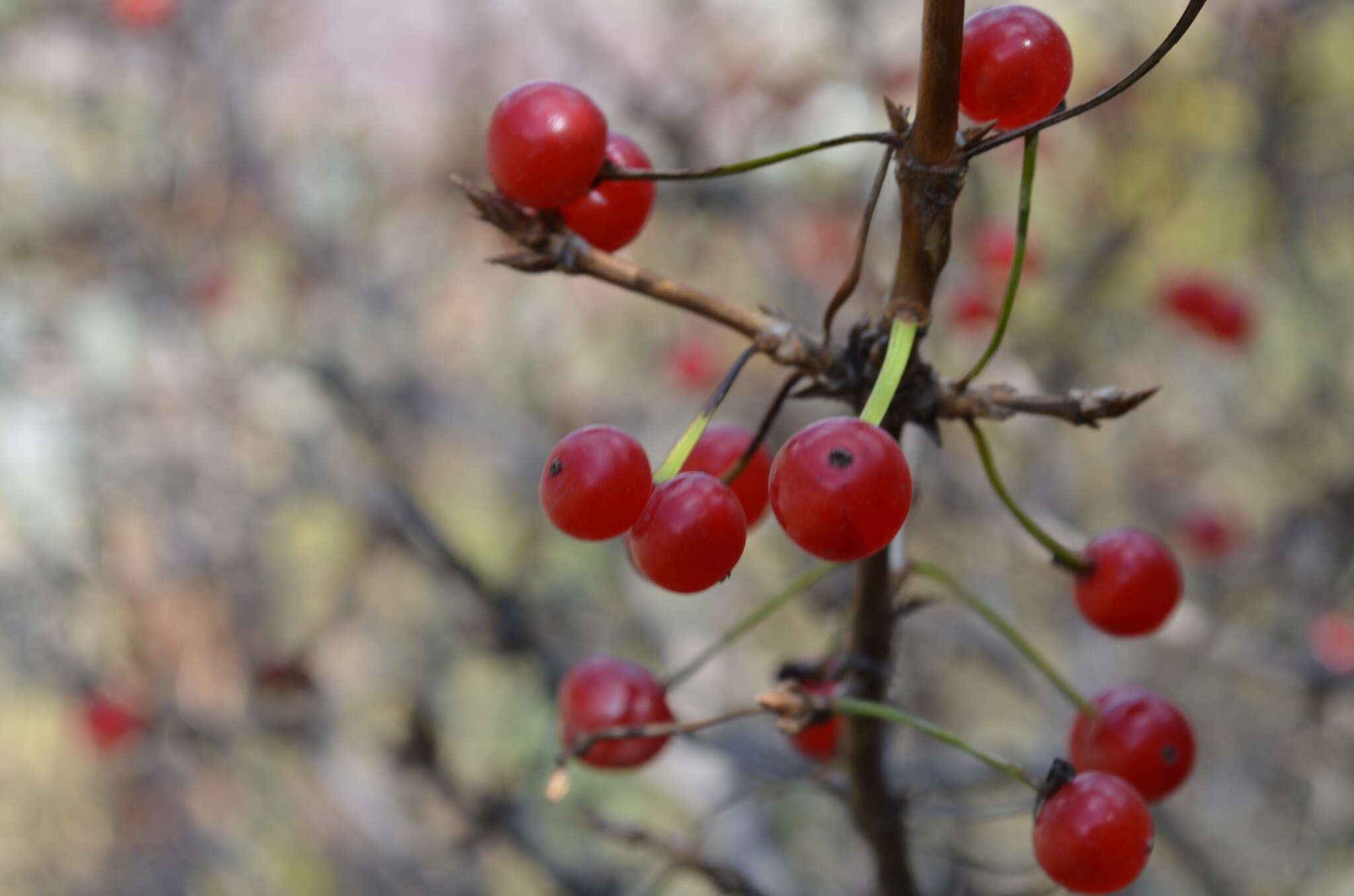 Lonicera heterophylla Decne. resmi