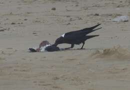 Image of White-necked Raven