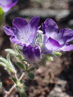 Phacelia davidsonii A. Gray resmi