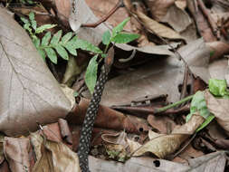 Image of Orange-collared Keelback