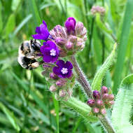 Image of Anthophora aestivalis (Panzer 1801)