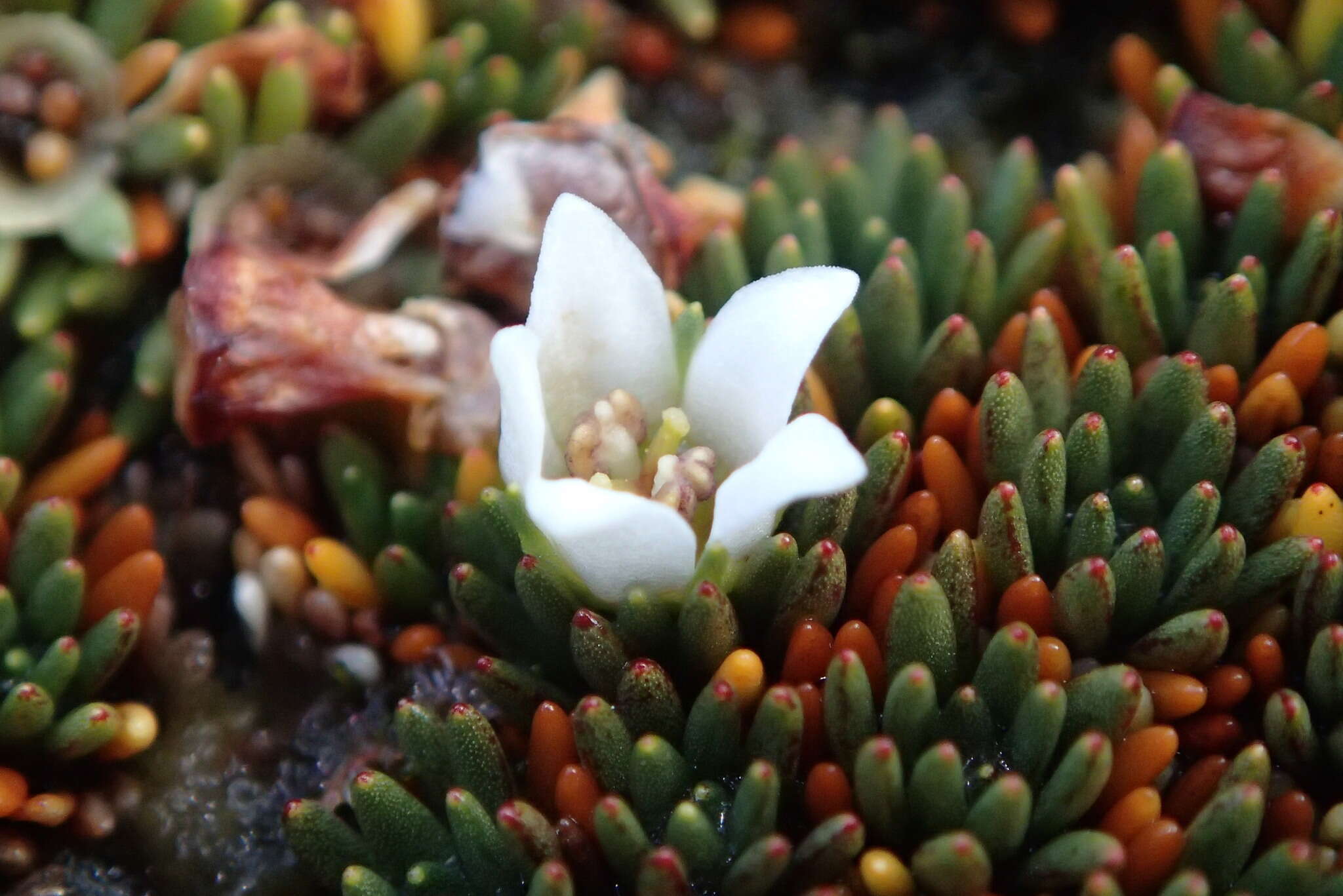 Image of Donatia novae-zelandiae Hook. fil.