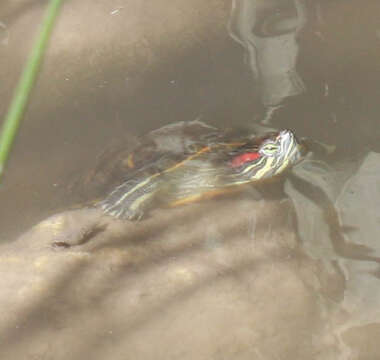 Image of slider turtle, red-eared terrapin, red-eared slider