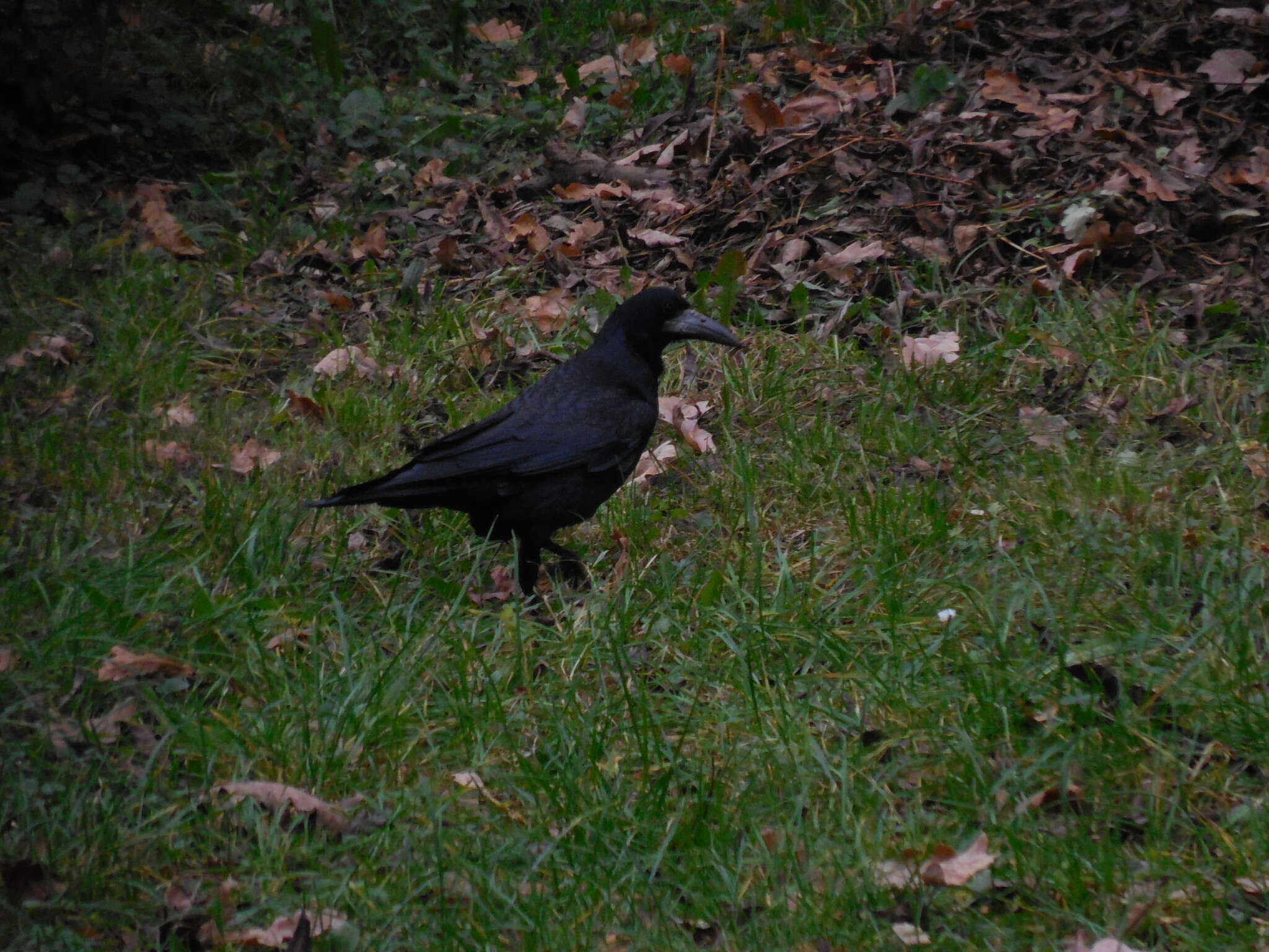 Imagem de Corvus frugilegus Linnaeus 1758