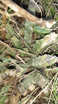 Image of Ceropegia europaea (Guss.) Bruyns