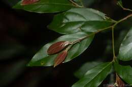 Image of Endiandra muelleri subsp. muelleri