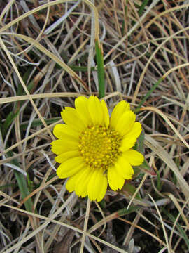 Image of Kjellman's groundsel