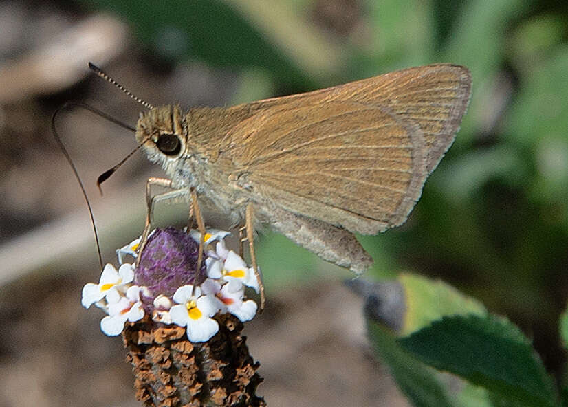 Image of Julia's Skipper