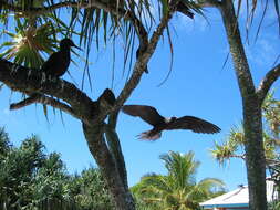 Image of Black Noddy