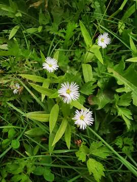 Image of Stellaria radians L.