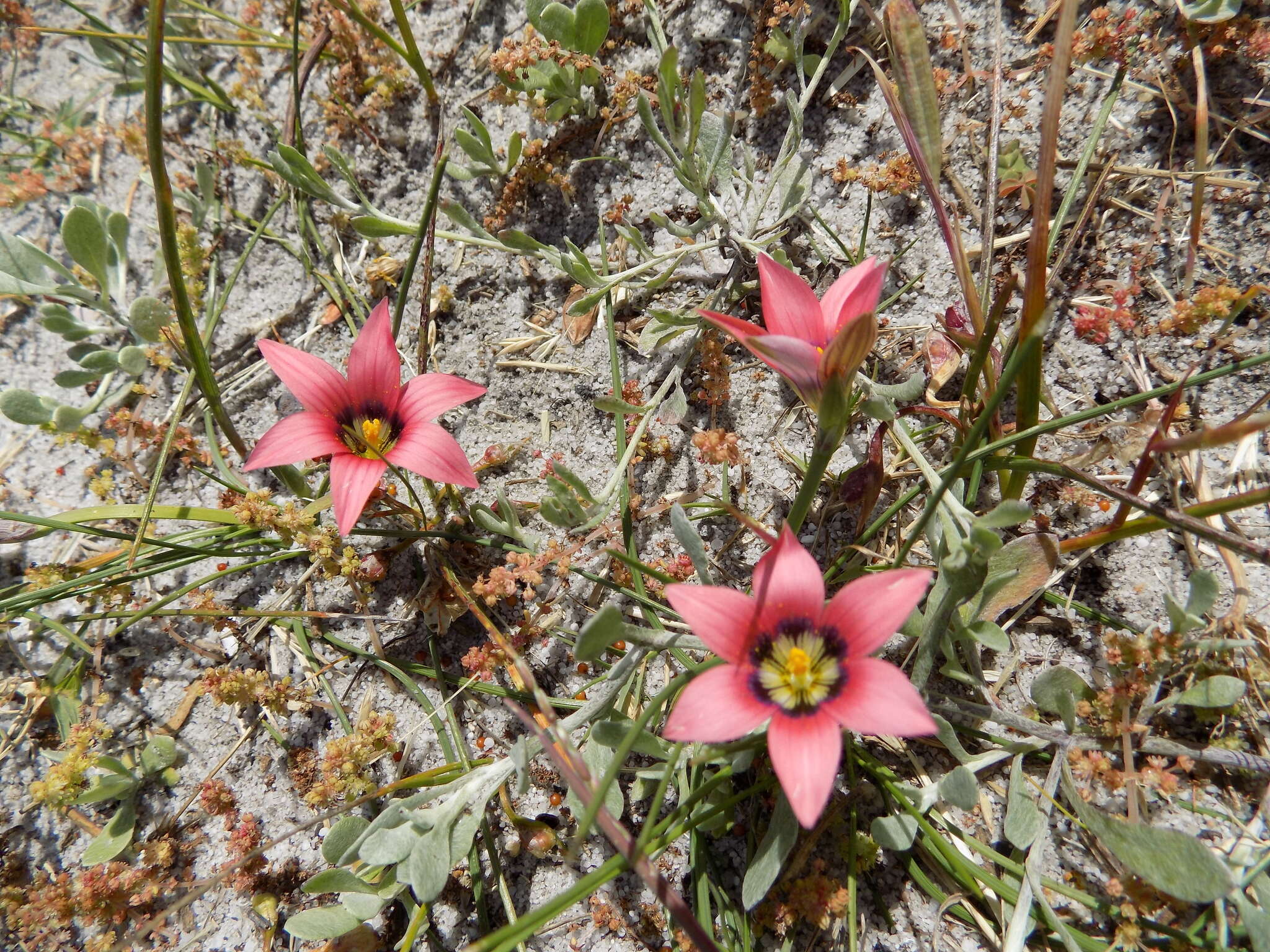 Image of Romulea obscura Klatt