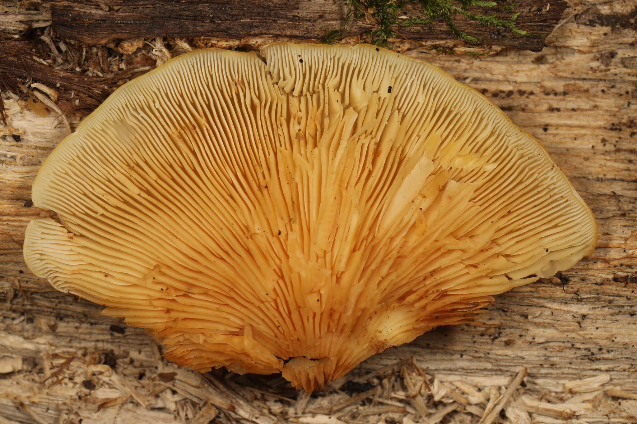 Image de Crepidotus croceotinctus Peck 1887