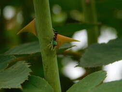 Image of Cosmophasis valerieae Prószyński & Deeleman-Reinhold 2010