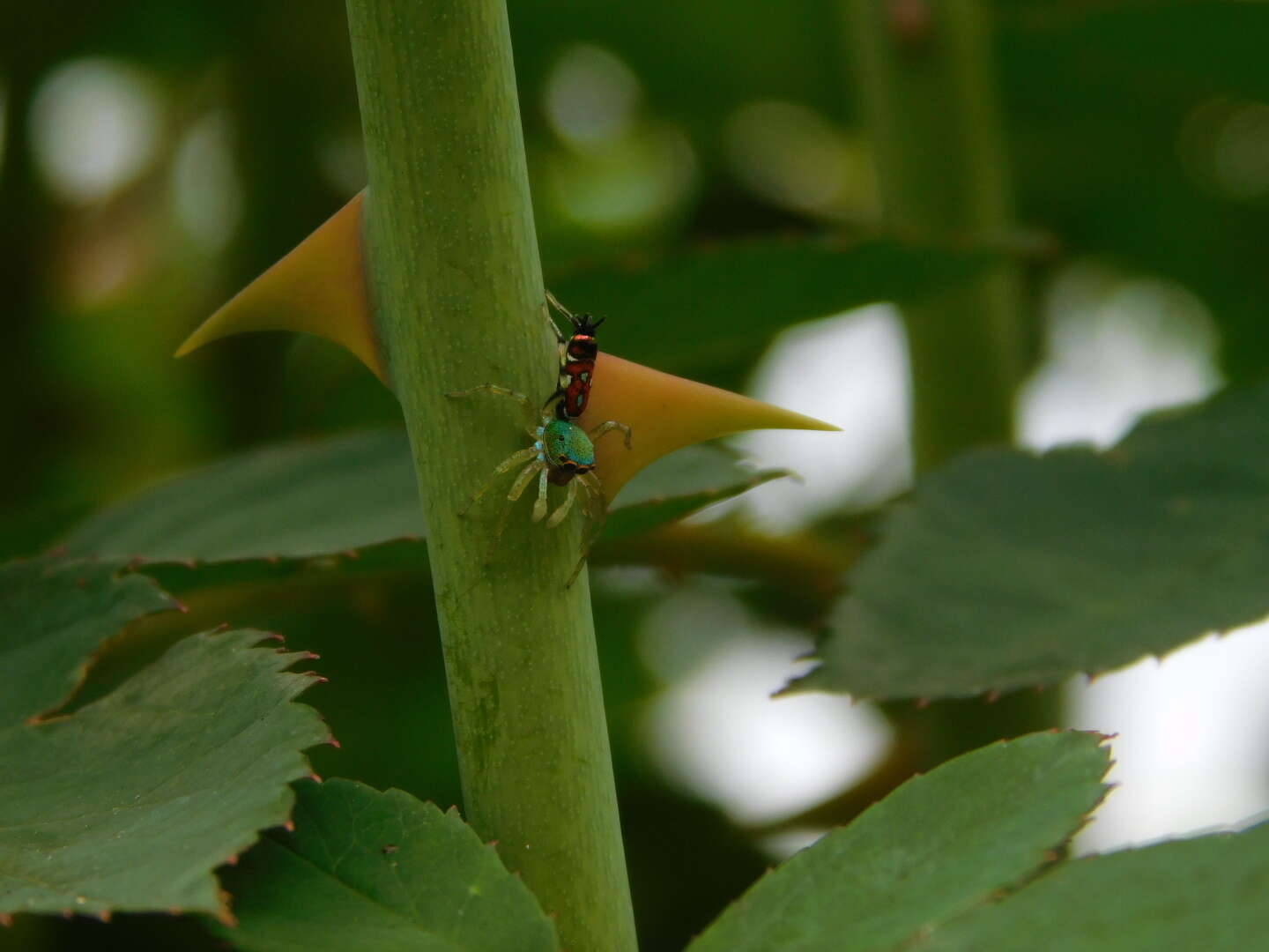 Image of Cosmophasis valerieae Prószyński & Deeleman-Reinhold 2010