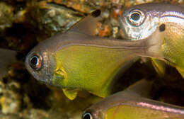 Imagem de Pempheris affinis McCulloch 1911