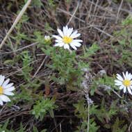 Image of <i>Symphyotrichum <i>falcatum</i></i> var. falcatum