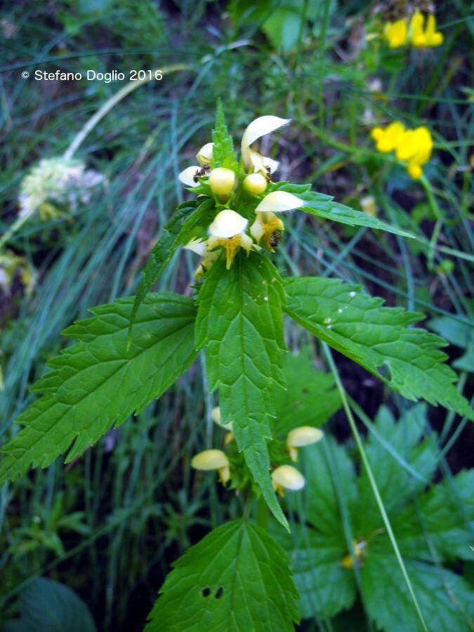 Imagem de Lamium galeobdolon (L.) L.