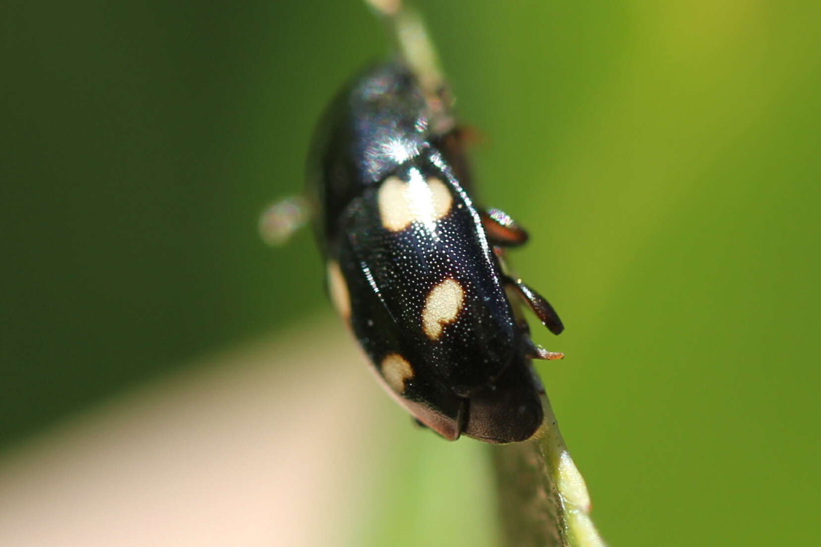 Image of Four-spotted Sap Beetle