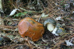 Image of Suillus pungens Thiers & A. H. Sm. 1964